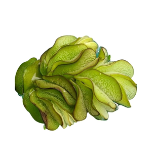 满江红淡水活珊瑚浮萍 水生植物鱼缸布景 懒人增氧水草