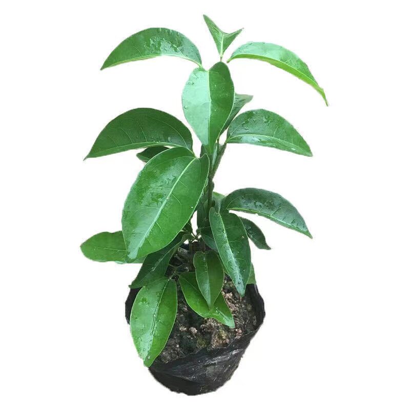 爬藤植物庭院绿篱盆蒜香藤花