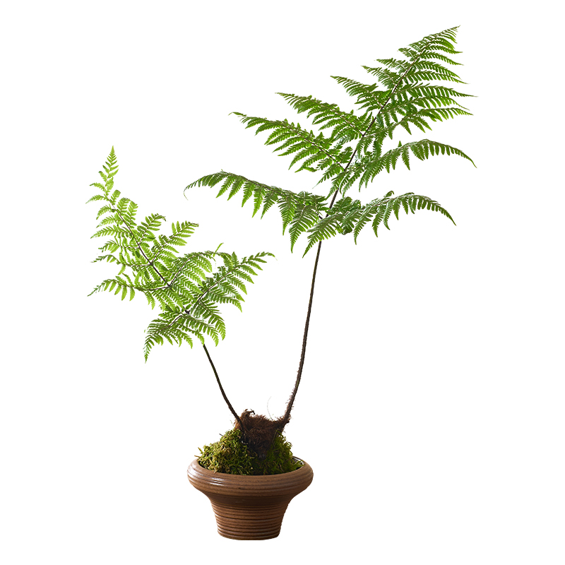 紅磷蕨苔蘚球綠植蕨類植物室內(nèi)辦公室書房茶幾一葉蕨水培好養(yǎng)盆栽