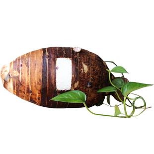 【荔浦直发】正宗广西特产荔浦芋头 新鲜紫藤槟榔芋香芋5斤包邮