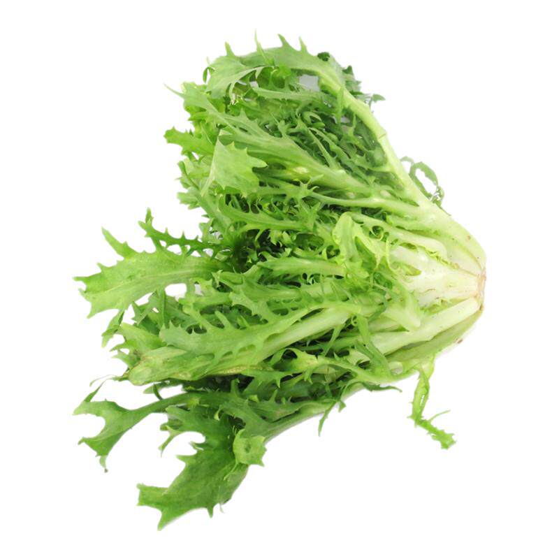 【沁蕊】新鲜苦菊苦叶沙拉菜生菜