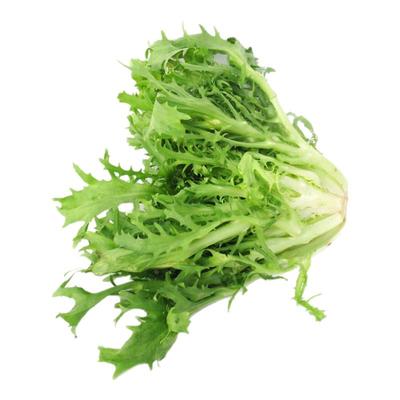 【沁蕊】新鲜苦菊苦叶沙拉菜生菜