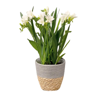 进口香雪兰种球盆栽重瓣带花苞混色小苍兰室内四季开花花卉绿植物