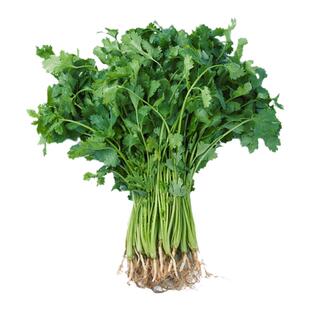 四季香菜种子耐热43℃耐寒零下14℃芫荽耐抽苔大叶油亮蔬菜种籽孑