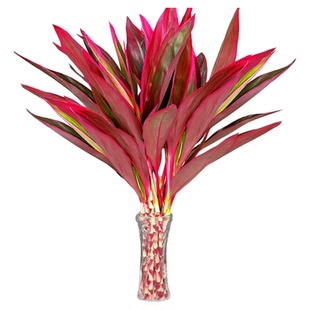 紫竹富贵竹水培植物办公室客厅绿植好养活室内花发财鸿运转运红竹