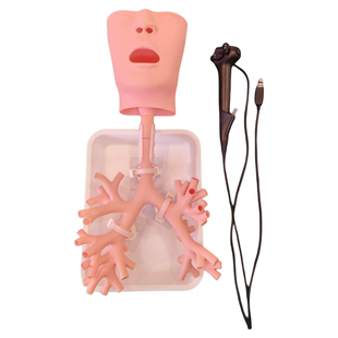 支气肺管练习模型电子纤维支镜训练模型模拟器介入四级