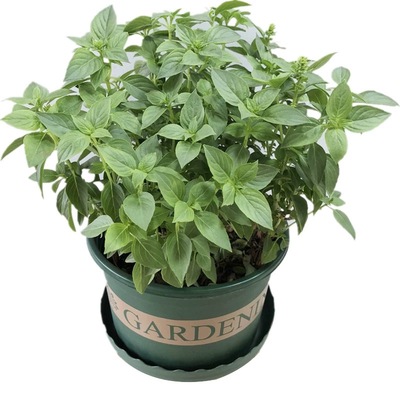 九层塔盆栽罗勒叶可食用香草植物
