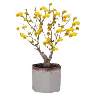 腊梅花树苗盆栽浓香型庭院四季耐寒花卉地栽易活老桩盆景素心蜡梅