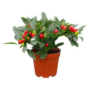 七彩辣椒种籽孑苗秧朝天椒秧苗菜苗小米椒一年四季辣椒树苗椒苗