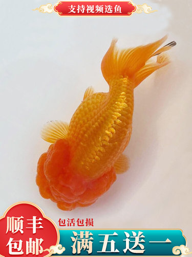 新款菠萝头猫狮金鱼活鱼精品红顶虎头金鱼狮子头小鱼苗冷水观赏鱼