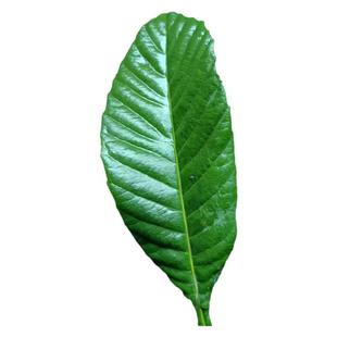 新鲜野生枇杷叶枇杷树叶优质琵琶叶茶农家当天现摘500g 限区包邮