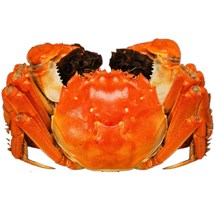 活蟹 大闸蟹超大8只装公8两全母蟹5.5两阳澄蟹礼官方旗舰螃蟹特大