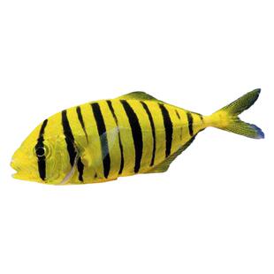 黄金鲹黄鳍昌艳红银鼓海灯鱼老鼠斑笛鲷立皇海水鱼活体宠物鱼群游