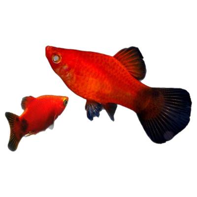 精品红米奇小型鱼活体观赏鱼