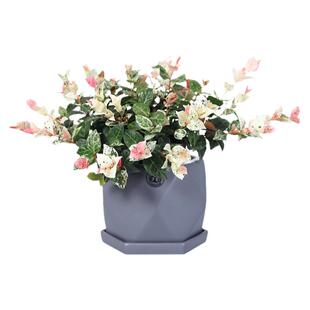 花叶络石植物观花藤蔓水培石藤绿黄金洛石绿植盆栽多肉植物阳台