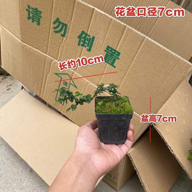金边提根六月雪盆景悬崖微型开花小盆栽树桩造型净化空气阳台客厅