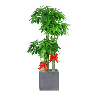 发财树开业乔迁盆栽好养精品木本