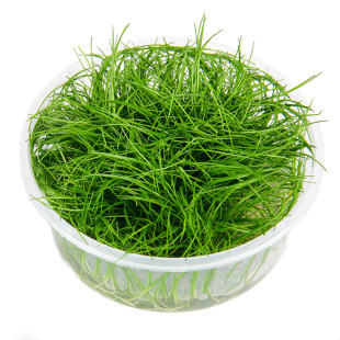 日本迷你牛毛毡种子无菌杯淡水活体水草植物鱼缸造景前景阴性草坪