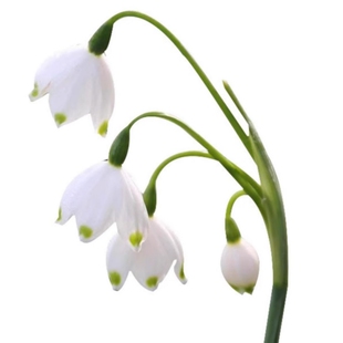 雪片莲种球盆栽进口蓝铃花雪滴花铃兰花苗耐寒花卉百合种球多年生