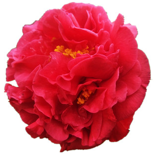 带香味盆栽克瑞墨大牡丹绿植花卉大型四季阳台室内庭院好养茶花苗