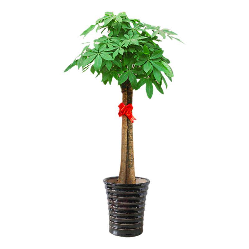 绿植租摆绿植租赁园艺设计