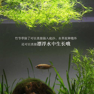 竹节草鱼缸水族箱造景观赏鱼虾躲避净化水质淡水新手易养阴性水草