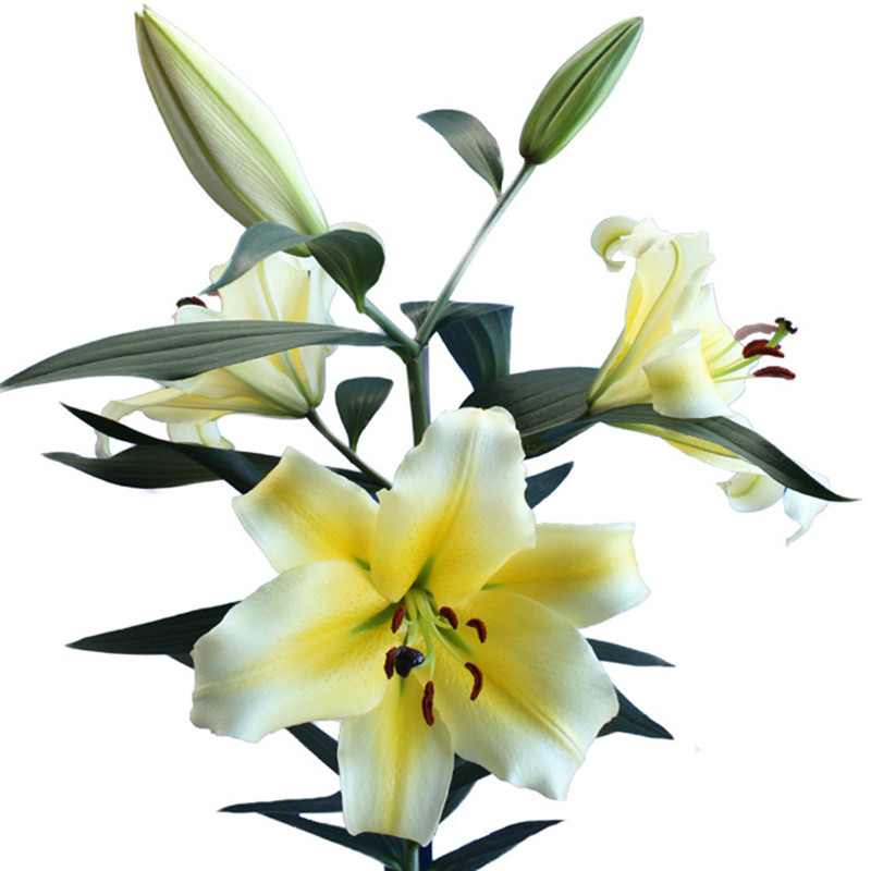 花香门第 荷兰进口香水百合花种球 OT木门 黄色百合带芽 颜色对版
