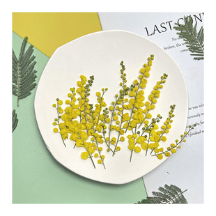 金合欢天然植物标本 干花压花相框书签台灯滴胶手机壳耳饰DIY材料