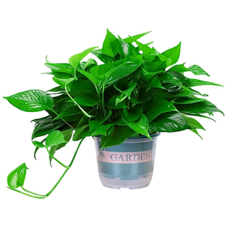 新房装修 去异味甲醛 大绿萝批发盆栽室内植物水培绿植绿箩长藤