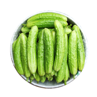 正宗白玉黄瓜海阳新鲜低糖水果孕妇生吃脆嫩鲜香当季现摘5斤净重