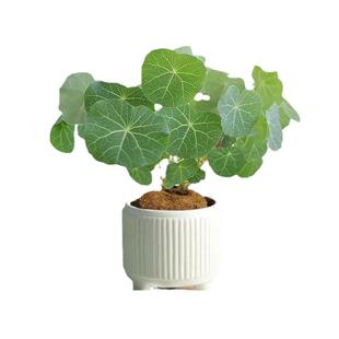 山乌龟种球爬藤植物水培钱串多肉植物室内盆栽红藤圆叶金不换好养