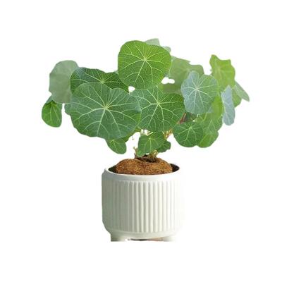 懒人专属爬藤植物四季好养