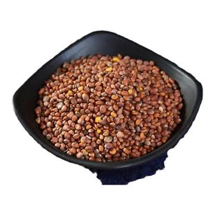 中药材 炒莱菔子 莱服子 炒萝卜子500g包邮 三子养亲汤原料