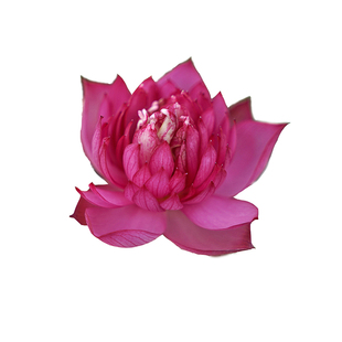 新品【来宾·红绶】周劲松阳露台养净化空气小微型碗莲荷花种藕苗