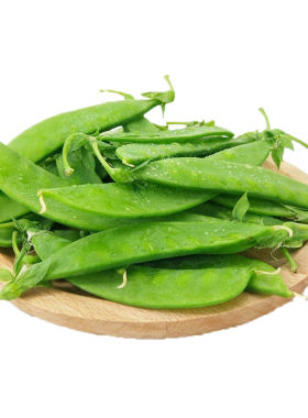 荷兰豆种籽豌豆种子高产