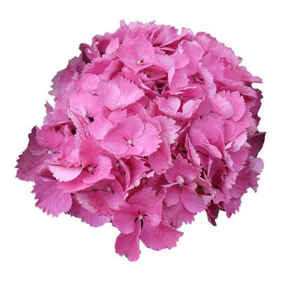 海蒂的花园爆花好养大花绣球