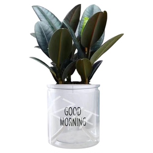 黑金刚橡皮树盆栽苗室内绿植四季常青好养易活橡胶树植物净化空气