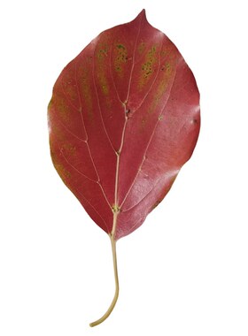 天然香樟叶变色落叶书签贴画
