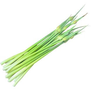 粗蒜苔新鲜2026年新蒜苔新鲜现摘农家蒜苔鲜嫩特粗洋蒜苔可腌蒜苔