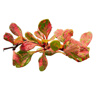 虹越进口小檗花园彩叶耐寒灌木花镜植物矮灌木苗绿篱绿化苗预卖