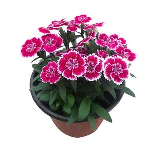 石竹欧石竹康乃馨盆栽带花苞耐寒别墅庭院阳台四季开花五彩花花卉