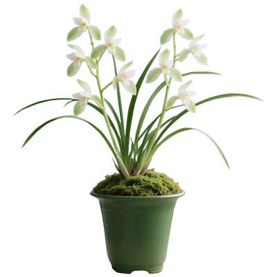 兰花盆栽兰草建兰品种兰花苗