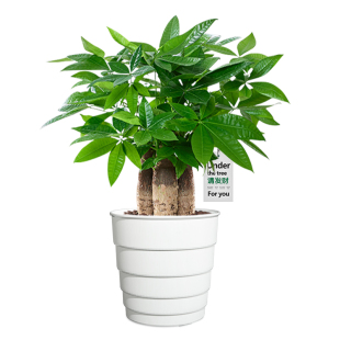 美莳种发财树专用花盆控根塑料大号透气超陶瓷防烂根客厅青山加仑