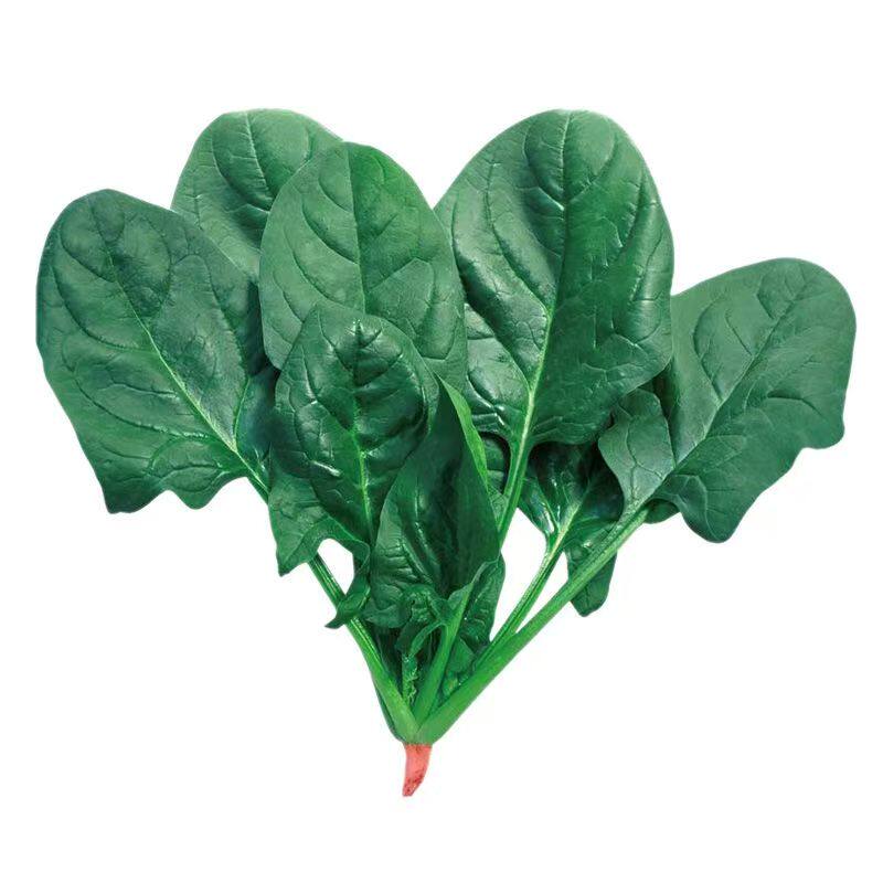 趴地菠菜种子黑园叶菠菜种籽可越冬叶肉厚实蔬菜种子大全