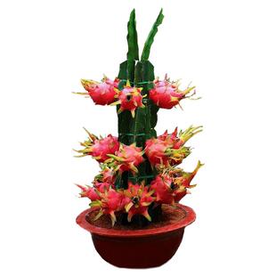 18元3棵火龙果试种果苗阳台水果果树苗结果盆栽红心肉火龙果