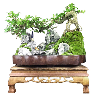 老桩福建茶山水盆景植物室内客厅办公室盆栽假山小绿植六月雪摆件