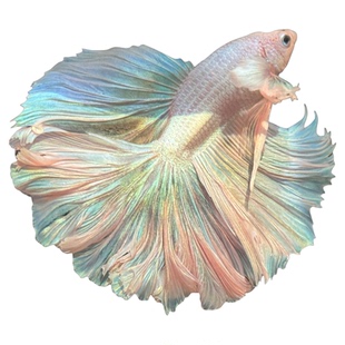 曼尾纱泰国半月斗鱼观赏鱼圣诞礼物耐活体金鱼苗淡水小型宠物