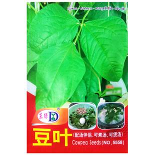 豆叶种子豆叶菜豆角叶子特选专用豇豆种籽配汤伴侣可煮汤可煲汤