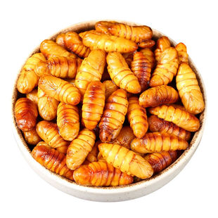 新鲜金丝蚕蛹鲜活冷冻商用烧烤鲜冻山东特产农家桑蚕非蚕蛹干即食