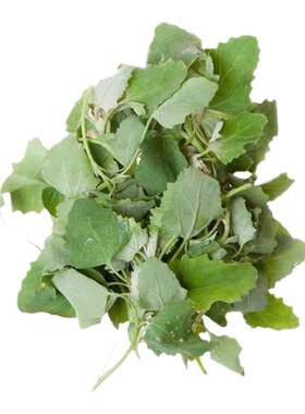 新鲜灰灰菜野菜测试推荐